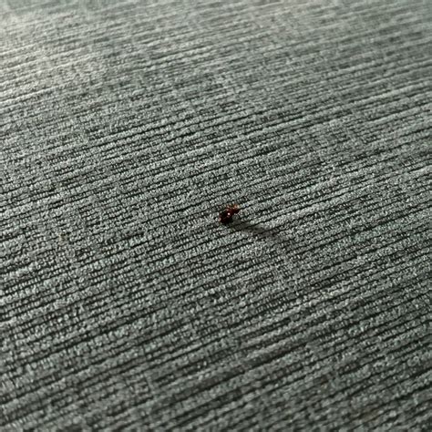 CORAL REEF BEACH RESORT (St. Pete Beach) - Villa Reviews, Photos, Rate ...