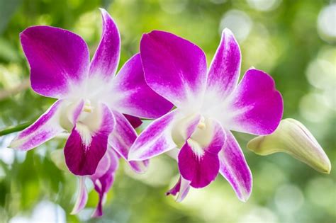 Beautiful white purple orchids, dendrobium. | Premium Photo