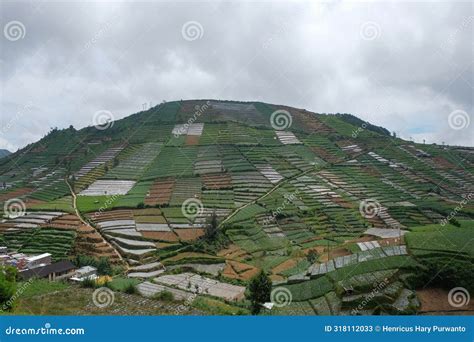 Image result for Farming Patterns Java