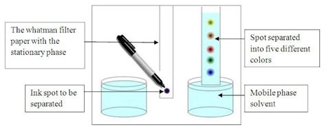Paper Chromatography Separation Mechanisms