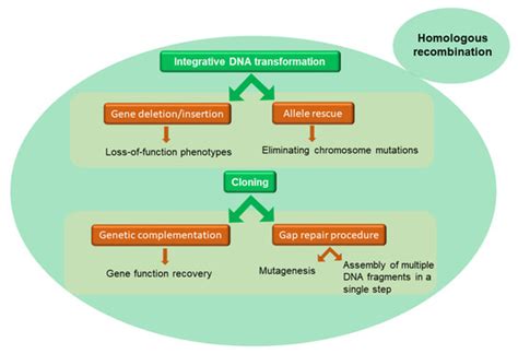 Heterologous (Over) Expression of Human SoLute Carrier (SLC) in Yeast ...