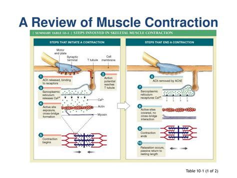Image result for Muscle Contraction Functional Task