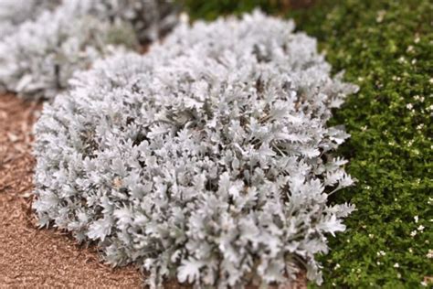 Plant Recommendations | Waterwise Botanicals