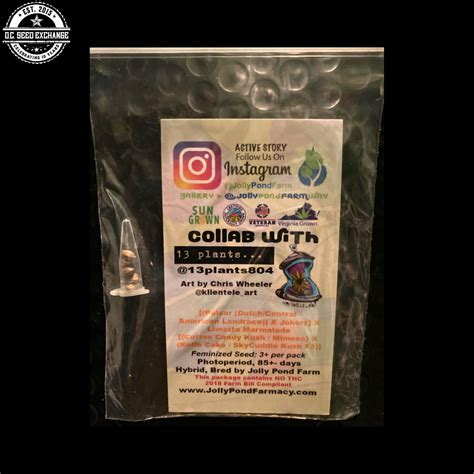 Marmalade’s Pulse ([Pulsar x Jokerz] x Limetta Marmalade) 3 Feminized ...