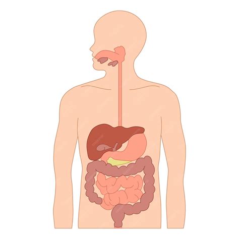Image result for Digestive System Cells