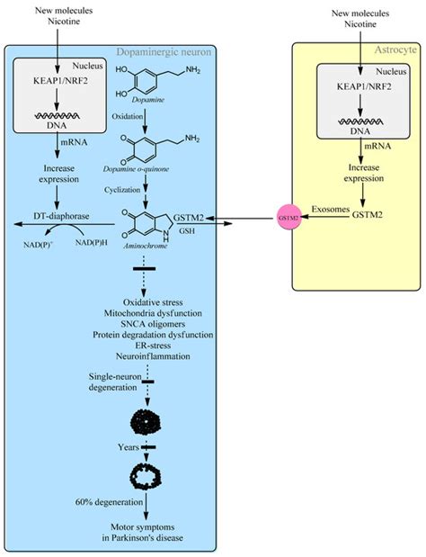 Biomolecules | Special Issue : The Multiple Roles of Glutathione ...