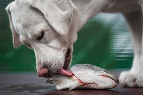 What Fish Can Dogs Eat Raw