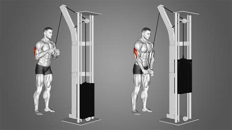 Image result for Tricep Machine Exercises