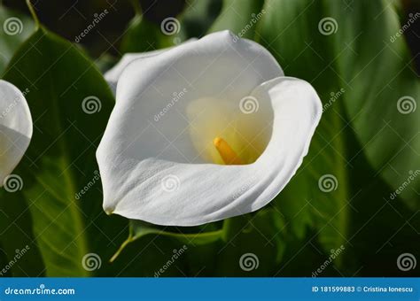 Beautiful Fresh White Flower and Green Leaves of Zantedeschia Plant ...