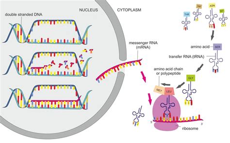 Image result for Protein Synthesis Overview Diagram
