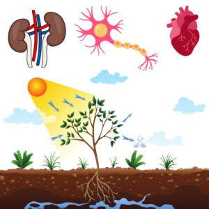 Image result for Class 9 Life Process Introduction