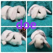 Image result for Mini Lop Bunny Baby