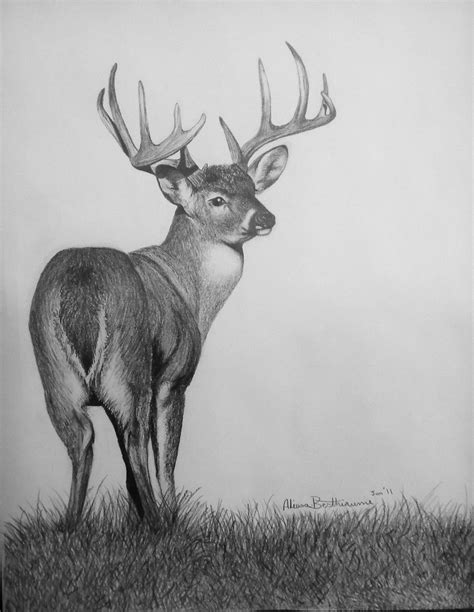 Image result for Buck Drawing Tutorial