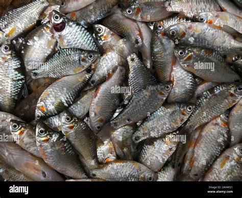 Swamp Fish 的图像结果