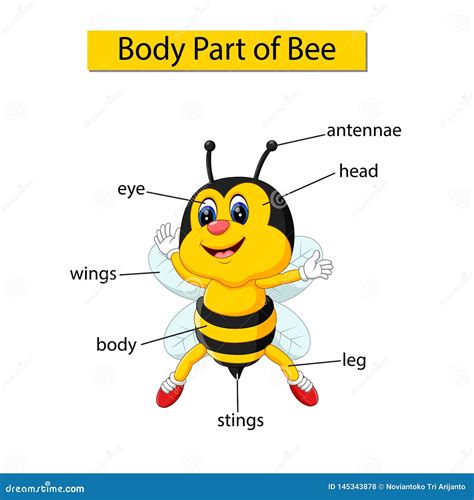 Diagram Showing Body Part of Bee Stock Vector - Illustration of showing ...