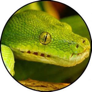 Image result for Python Snake Kills