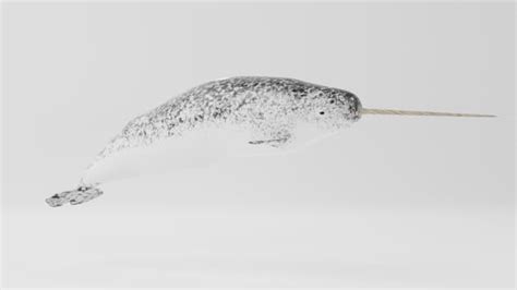 3D Model: Mammals - Narwhal