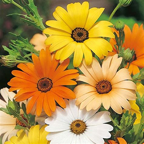 African Daisy Mixed Color Seeds African Daisy Seeds - Etsy