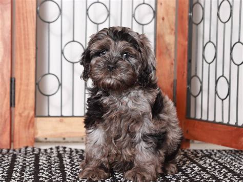 Image result for Cockapoo Dog Baby