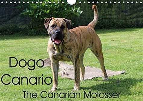 Buy Dogo Canario, the Canarian Molosser 2019: The Dogo Canario is a ...