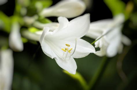 Free Images : nature, blossom, sunshine, petal, green, natural, botany ...