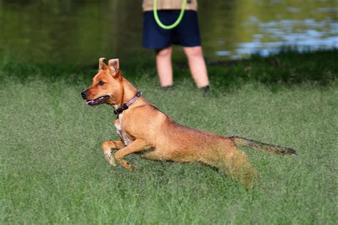 Carolina Dog Breed Pictures, Characteristics, & Facts - Rested Paws
