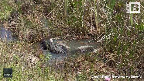 Image result for Florida Python vs Gator