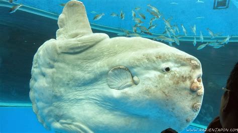 Sea Paradise (acuario de Hakkeijima) - Un Friki En Japón