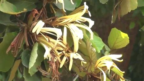 Plantzoin Maple-leaved bayur tree Kanak champa Pterospermum acerifolium ...