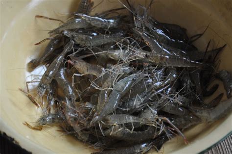 河虾种类,淡水虾种类,河虾种类及名称图片_大山谷图库