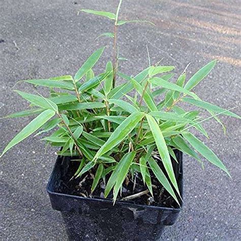Mphmi Plants Giant, Arundinaria gigantea - Plant Garden Live Plant ...