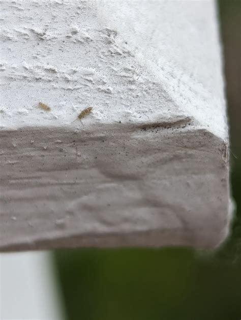 Image result for Silver Spring Tails