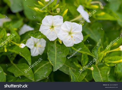 White Four Oclock Plant Marvel Peru Stock Photo 2213190877 | Shutterstock
