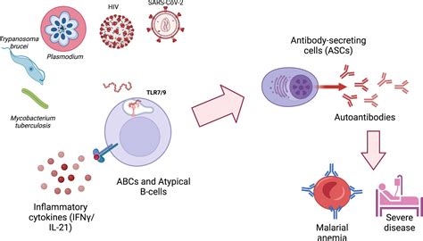 Autoimmune Disease Autoantibodies Function at Augusta Berkeley blog