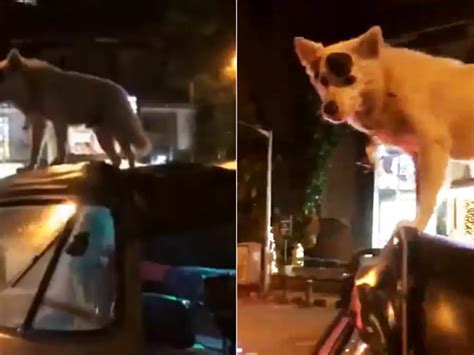Ever Seen A Dog With Swag? Meet Sultan, The Mumbai Street Doggo Who ...