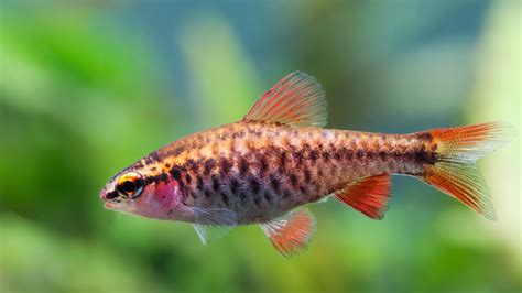 Color Fish 的图像结果