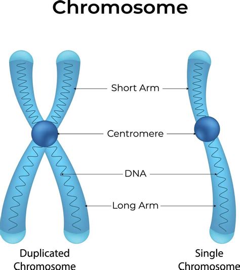 Image result for Chromosome Microarray Test