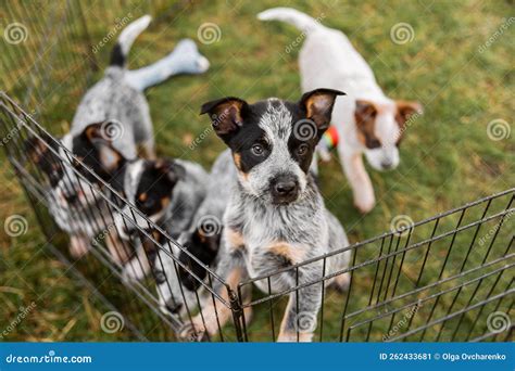 Australian Cattle Dog Puppy Outdoor. Blue and Red Heeler Dog Breed ...