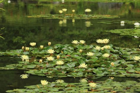 Image result for Flowchart Pemrograman LED