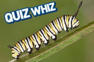 Save the rainforest! | Sponsored by Persil - National Geographic Kids