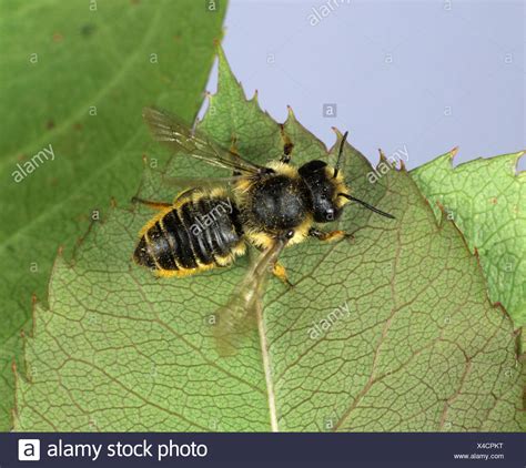 Leaf Cutter Bee Uk High Resolution Stock Photography and Images - Alamy