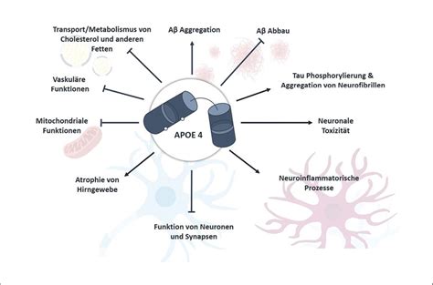 APOE und Anti-Amyloid-Therapien: Genetik im klinischen Alltag ...