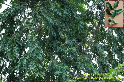 PLANTS-HISTORY OF AYURVEDA | Ayurvedic Medicinal Plants