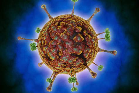 Nipah Virus outbreak in Kerala kills 10 people all you need to know ...