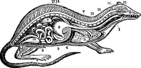 Image result for Monty Python Mouse Organ