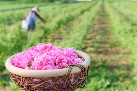 ローズツーリズムin 山形＊ 薔薇の女王ダマスクローズの摘み取り＆蒸留体験2025, 天童市, Yamagata, 8 June to 10 ...
