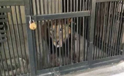 खुद ही बैठा 'मौत' के सामने! सेल्फी के लिए बाड़े में घुसा तो शेर ने मार ...