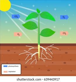 Image result for How Light Reflects