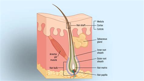 Anatomy of a Hair Follicle: Understanding the Key to Hair Growth and Health