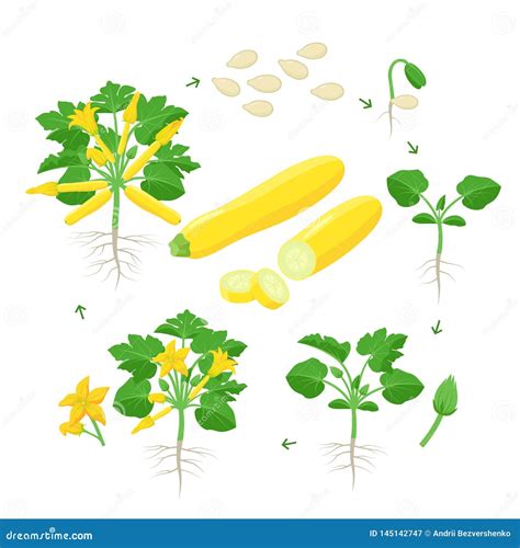 Zucchini Plant Growth from Seed, Sprout, Flowering and Mature Plant with Ripe Fruits. Life Cycle ...